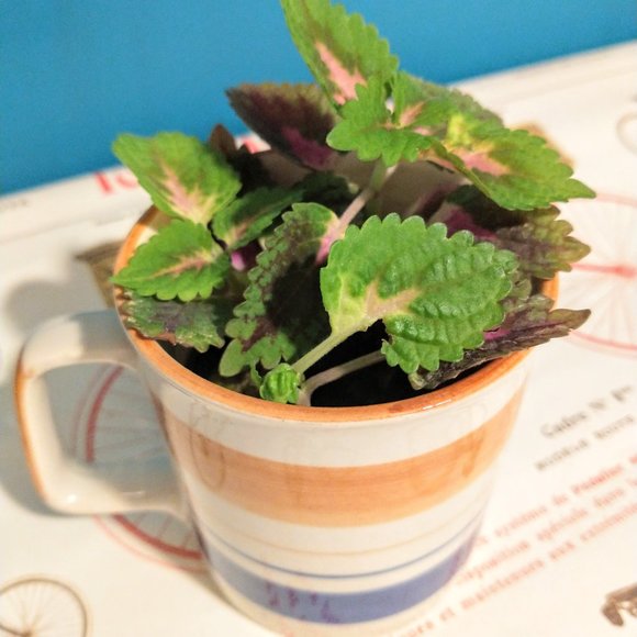 Pre-loved Vintage Chi Kiang Stoneware Retro Coffee/Tea Mug - Picture 2 of 6